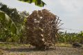 The Rice Collector (Harvesting Structure No.5) Jogja Biennale, 2023, Bamboo baskets, bamboo sticks, wire, rope, nails, 500 x 500 x 480cm, work by Dan Vezentan (c) Dan Vezentan 2023