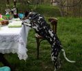 Luscha, stealing food. (accompanying artist Alex Bodea), Finișel, Romania, 2009 (c) Lumi Rațiu 2009